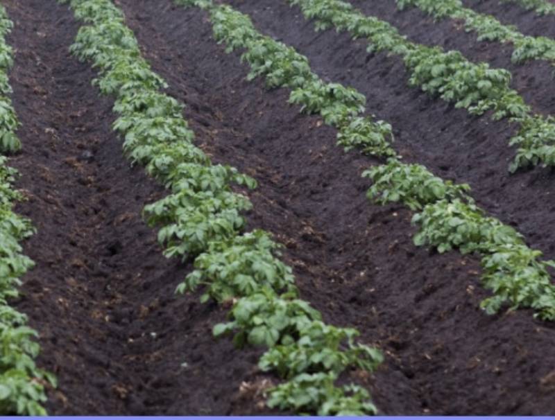 Syngenta Canada is launching Orondis Advanced foliar fungicide for potatoes