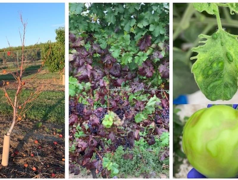 L-R: Declining nectarine tree, grapevines infected with GRBV, and a tomato leaf and fruit infected with ToBRFV.