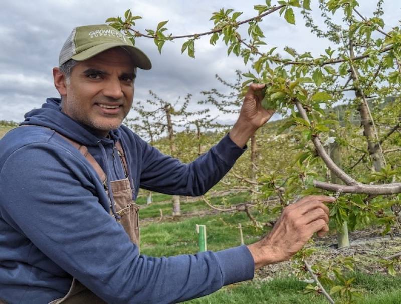 Sukhpaul Bal, Valley Orchards, Kelowna, was acclaimed president of the BC Cherry Association. 