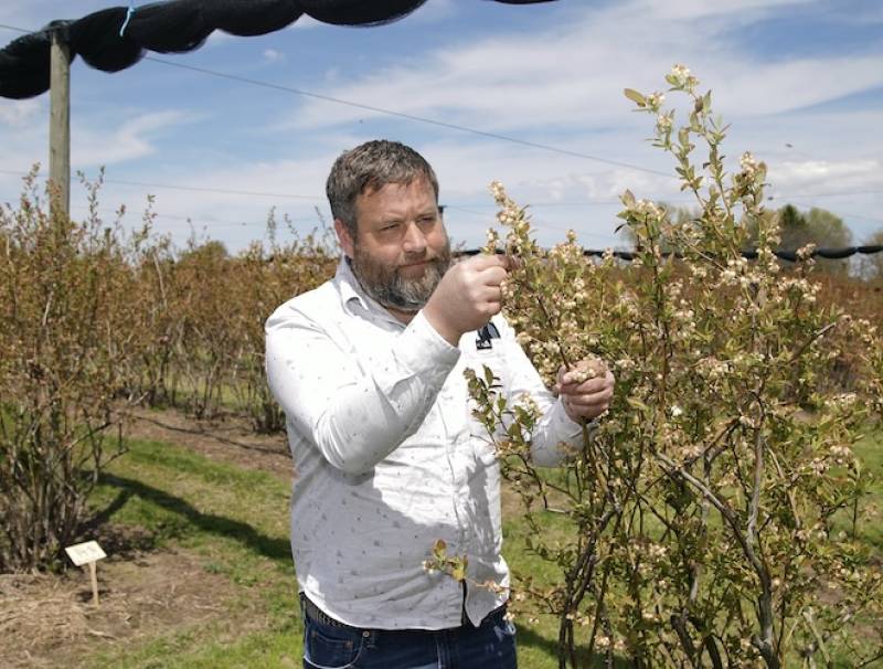 Agriculture and Agri-Food Canada research scientist, Dr. Jonathan Griffiths inspects bee pollination activity at Blueberry Knoll Berry Farm near Lowbanks, Ontario. Photo by Jeff Tribe.