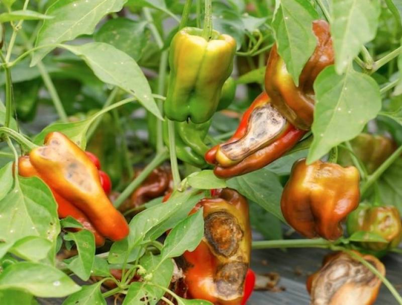 anthracnose in field peppers 