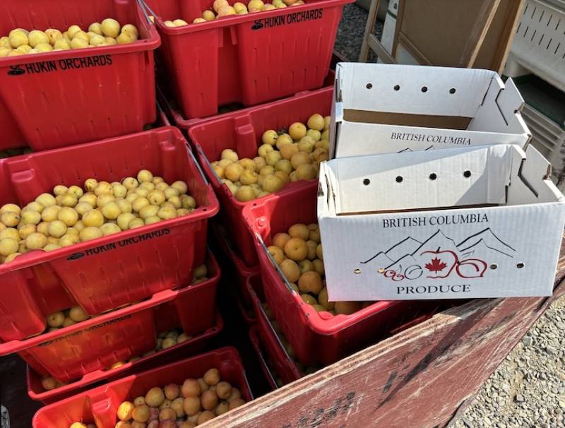 The report underscores the importance of long-term investment in BC agriculture to strengthen food security, increase agricultural production, enhance economic competitiveness, and build resilience in the face of growing challenges.